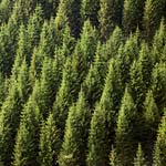 Growing Forrest Thumb
